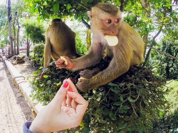 Monyet makan kue tai tampilan depan — Stok Foto