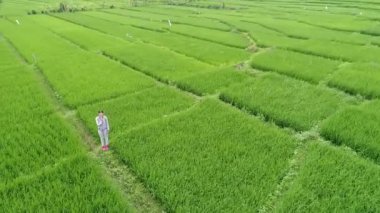 Tegallalang Köyü, Ubud, Bali, Endonezya gün ışığına güzel pirinç terasları yakınındaki.