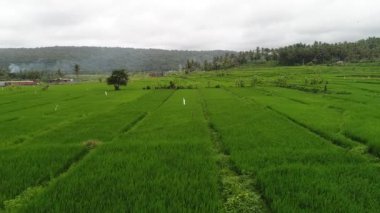 Tegallalang Köyü, Ubud, Bali, Endonezya gün ışığına güzel pirinç terasları yakınındaki.