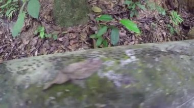 Kaldırımda satırda seyahat çok karıncalar