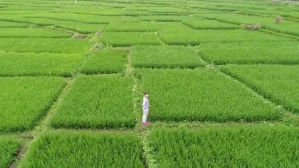 Schöne Reisterrassen im Morgenlicht in der Nähe des Dorfes Tegallalang, Ubud, Bali, Indonesien. — Stockvideo