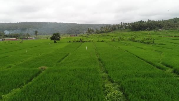 Belle terrazze di riso in luce del mattino vicino al villaggio di Tegallalang, Ubud, Bali, Indonesia . — Video Stock