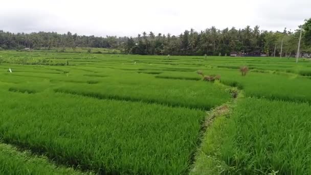 Krásné rýžové terasy v ranním světle poblíž Tegallalang vesnice, Ubud, Bali, Indonésie. — Stock video