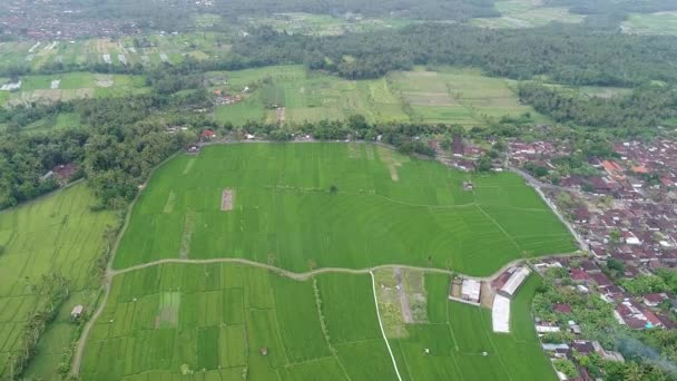Belles terrasses de riz en lumière du matin près du village de Tegallalang, Ubud, Bali, Indonésie .