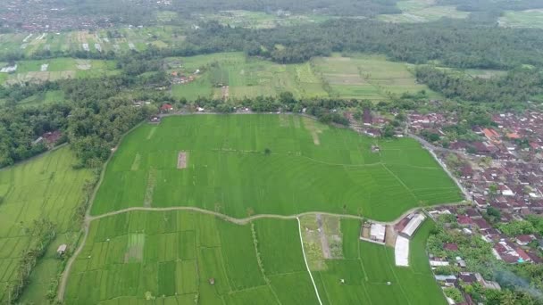 Vackra risterrasserna i morgonljus nära Tegallalang byn, Ubud, Bali, Indonesien. — Stockvideo