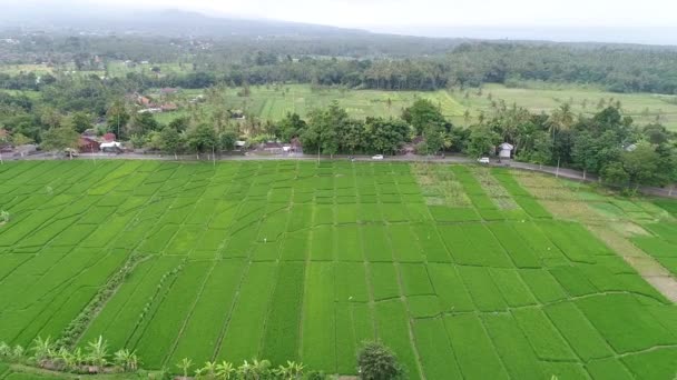 밝은 아침에 아름 다운 쌀 테라스 근처 Tegallalang 마을, 우 붓, 발리, 인도네시아. — 비디오