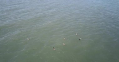 Kanada kazlar bir gölde yüzme fotoğrafını Ariel dron.