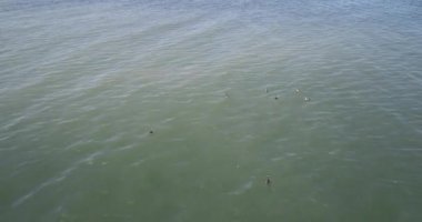 Kanada kazlar bir gölde yüzme fotoğrafını Ariel dron.