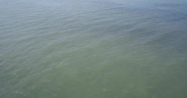 Ariel Drone foto van Canadese ganzen zwemmen op een meer. — Stockvideo