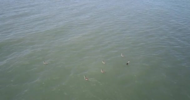 Ariel Drohnenfoto von Kanadagänsen beim Schwimmen auf einem See. — Stockvideo