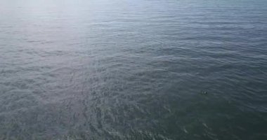 Kanada kazlar bir gölde yüzme fotoğrafını Ariel dron.