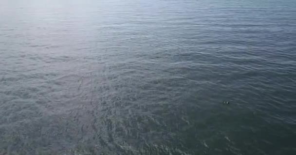 Ariel Drone fénykép kanadai liba a tó úszás. — Stock videók