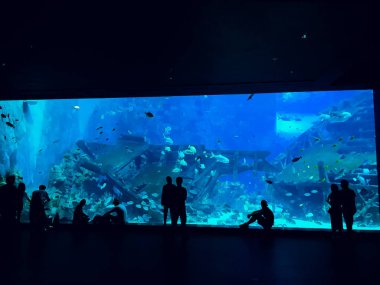 Akvaryumda balık gözlemleyerek insanlar