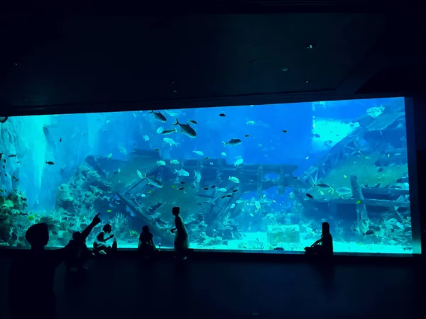 Menschen beobachten Fische im Aquarium — Stockfoto