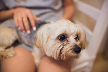 Kabarık halıya yalan güzel yavru köpekti. Küçük köpek zeki ve hüzünlü gözleri görünüyor. Adamın en iyi arkadaşı. Yorkshire korkunç.
