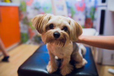 Kabarık halıya yalan güzel yavru köpekti. Küçük köpek zeki ve hüzünlü gözleri görünüyor. Adamın en iyi arkadaşı. Yorkshire korkunç.