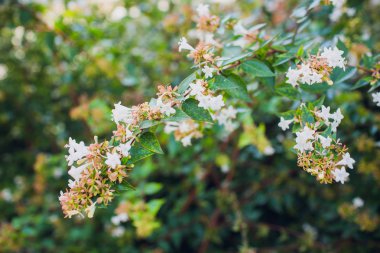 Güzel çiçek açan elma ağaçlarının bahar Parkı yakın çekim.