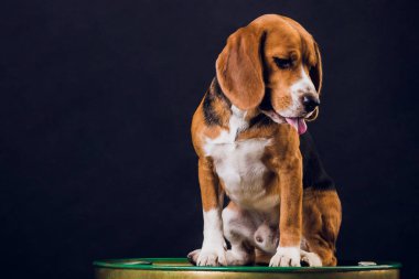 siyah arka plan üzerine izole genç köpek yavrusu, beagle köpek,.