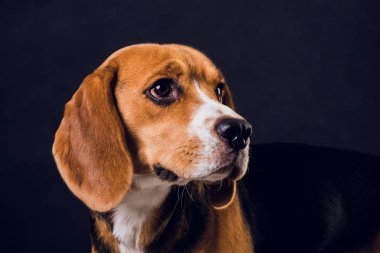 siyah arka plan üzerine izole genç köpek yavrusu, beagle köpek,.