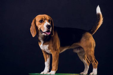 siyah arka plan üzerine izole genç köpek yavrusu, beagle köpek,.