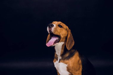 siyah arka plan üzerine izole genç köpek yavrusu, beagle köpek,.