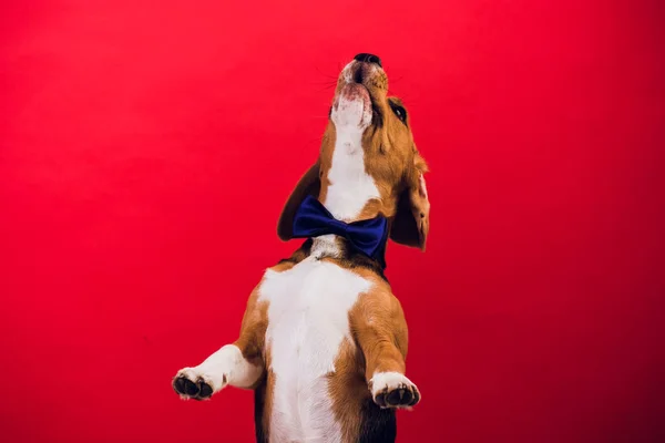 Anak Anjing Muda Anjing Beagle Terisolasi Latar Belakang Merah — Stok Foto