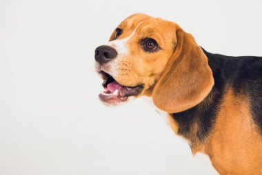 güzel beagle köpek üzerinde beyaz izole. genç köpek yavrusu