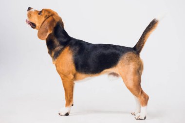 güzel beagle köpek üzerinde beyaz izole. genç köpek yavrusu