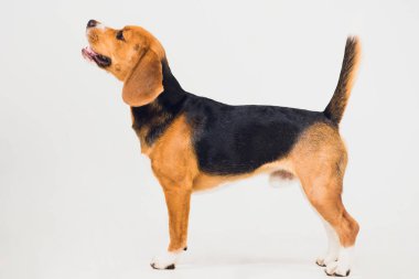 güzel beagle köpek üzerinde beyaz izole. genç köpek yavrusu
