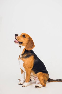 güzel beagle köpek üzerinde beyaz izole. genç köpek yavrusu