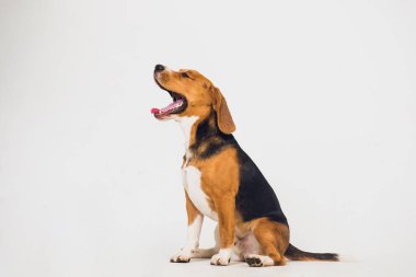 güzel beagle köpek üzerinde beyaz izole. genç köpek yavrusu