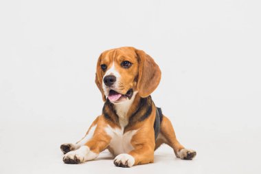 güzel beagle köpek üzerinde beyaz izole. genç köpek yavrusu