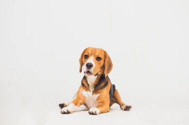 güzel beagle köpek üzerinde beyaz izole. genç köpek yavrusu