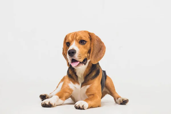 Hermoso perro beagle aislado en blanco. cachorro joven — Foto de Stock