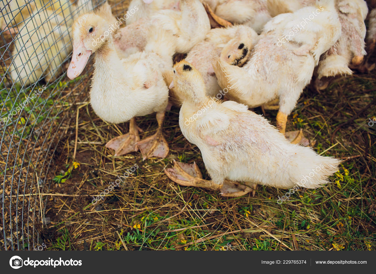 Yellow Duck In Box For Sale Fair Incubator Ducklings For Sale Stock Photo Image By C Vershinin Photo