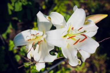 Lily çiçek bahçesinde. Yaygın olarak bilinen Oriental Stargazer Lily