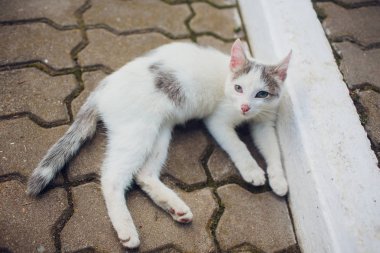 Arkasında yatan kedi güneş Park zevk
