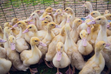 Sarı ördek kutusunda Satılık adil. Kuluçka makinesi ördek yavrusu Satılık