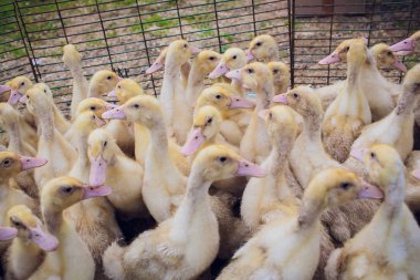 Sarı ördek kutusunda Satılık adil. Kuluçka makinesi ördek yavrusu Satılık