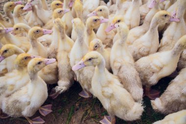 Sarı ördek kutusunda Satılık adil. Kuluçka makinesi ördek yavrusu Satılık