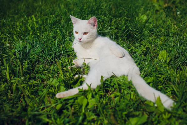 Gatto sdraiato sul retro godere del sole splendere nel parco — Foto Stock
