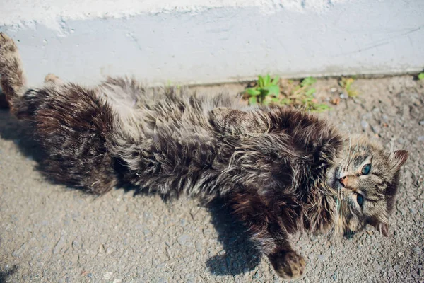 Cat lying on back enjoy sun shine in park