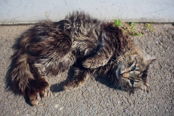 Кошка лежит на спине и наслаждается солнцем в парке — стоковое фото
