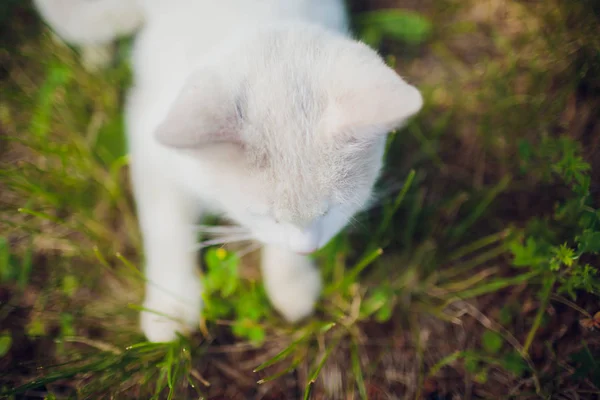 Katt liggande på rygg njuta av solen skina i park — Stockfoto