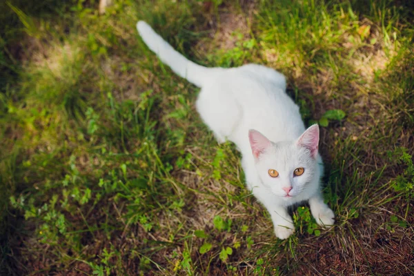 Gato deitado nas costas desfrutar de sol brilhar no parque — Fotografia de Stock