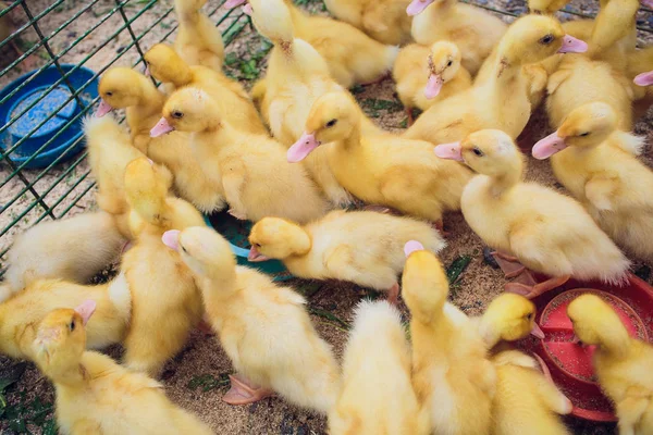 Yellow duck in box for sale fair. Incubator ducklings for sale