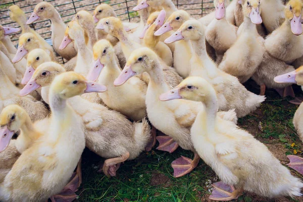 Yellow duck in box for sale fair. Incubator ducklings for sale
