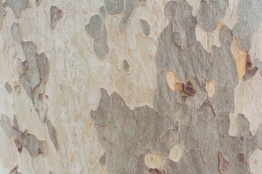 Ahşap doku arka plan eski doğal desen