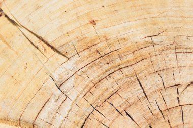 Yırtmaçlı ile yaşlı bir ağaç yapısı