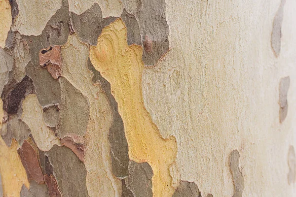 Árvore casca textura fundo velho, marrom, close-up — Fotografia de Stock
